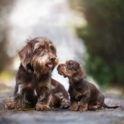Fotoshooting / Tierfotografin für Hunde