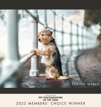 2022 wurde ich Gewinner Member Choice Kategorie bei internationalem Fotowettbewerb Pet Photographer of the year. Die Liebe zur Fotografie und den Tieren hat sich ausgezahlt.